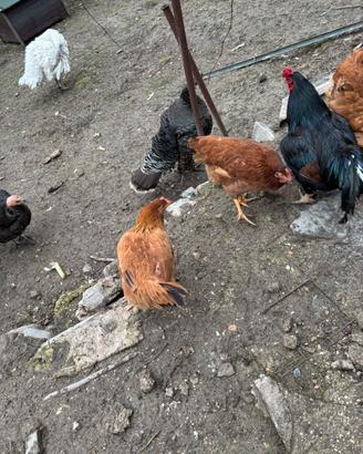 Galline grigie rosse combattenti