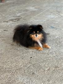 Spitz tedesco nano pomerania
