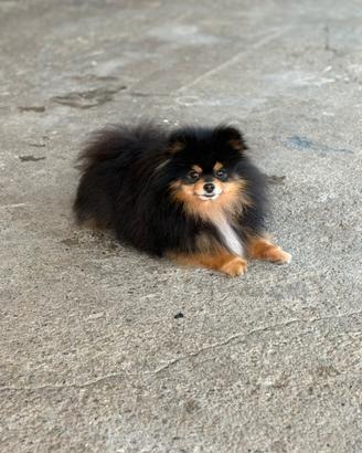 Spitz tedesco nano pomerania