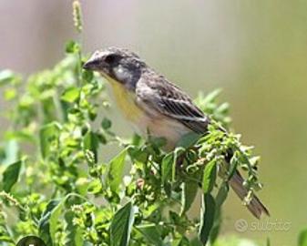 Canarino pettocitrino