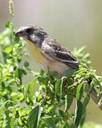 Canarino pettocitrino