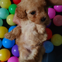 Cuccioli di barboncino MINI TOY