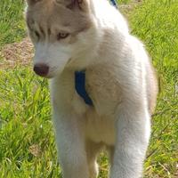 Cucciola di husky