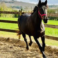 Talora - giovane cavalla TPR x Murgese