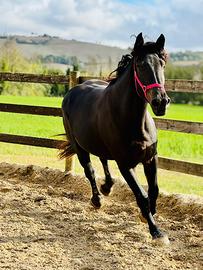 Talora - giovane cavalla TPR x Murgese