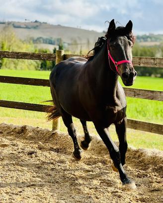 Talora - giovane cavalla TPR x Murgese