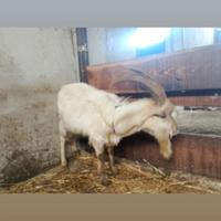 Montone e becco