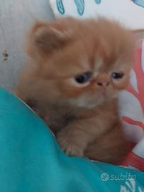 Gattino Persiano
