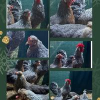 Galline ornamentali in deposizione