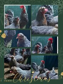 Galline ornamentali in deposizione