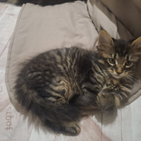 Maschio Maine Coon 3 mesi originale, con 2 vaccini