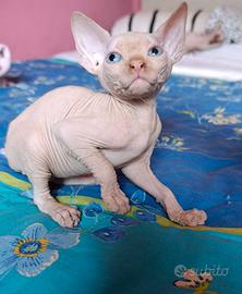 Cuccioli di Canadian sphynx