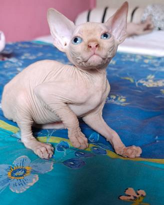 Cuccioli di Canadian sphynx