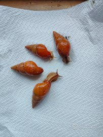 Limicolaria aghatina/flemmea orange