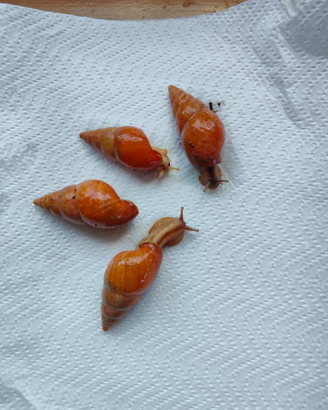 Limicolaria aghatina/flemmea orange