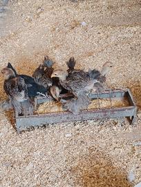 Galline ornamentali