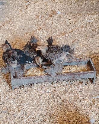 Galline ornamentali