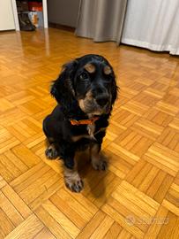 Cocker spaniel inglese