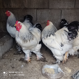 Galli Bramha Columbia