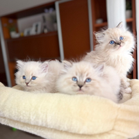 Gattini ragdoll di pura razza