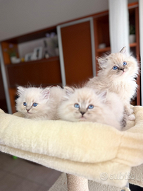 Gattini ragdoll di pura razza