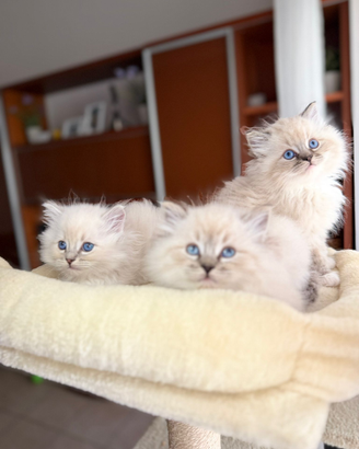 Gattini ragdoll di pura razza