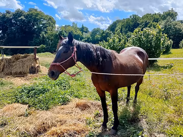 Cavallo