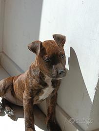 Cucciola amstaff