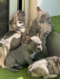 Bulldog francese exotic