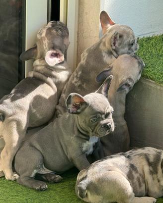 Bulldog francese exotic