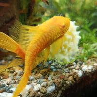 Ancistrus maschio adulto