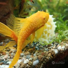 Ancistrus maschio adulto