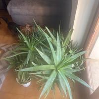Piante di aloe vera