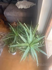 Piante di aloe vera