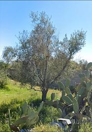 Terreno Via Vicinale Vottari