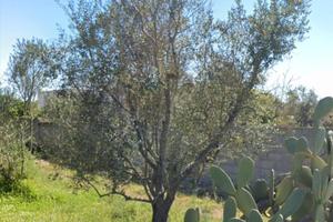 Terreno Via Vicinale Vottari