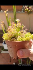 Drosera anglica