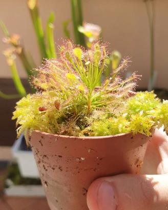 Drosera anglica