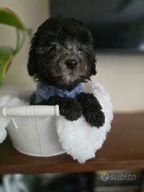 Barboncino toy silver pedigree Enci