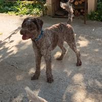 Lagotto Romagnolo Femmina