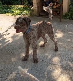 Lagotto Romagnolo Femmina