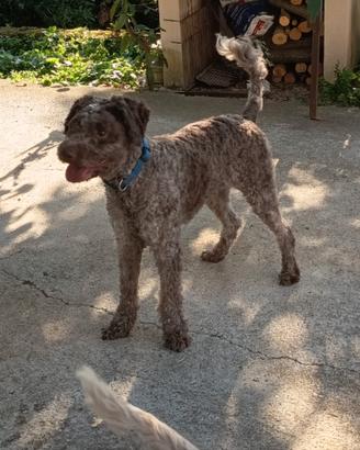Lagotto Romagnolo Femmina