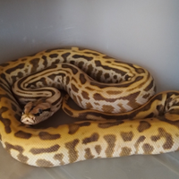 Pitone Moluro Bivittatus Maschio 2023