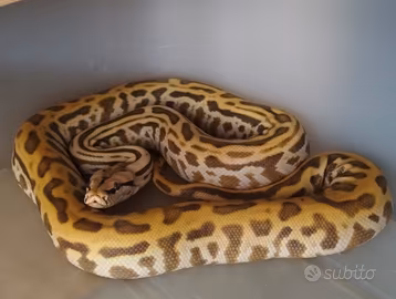 Pitone Moluro Bivittatus Maschio 2023