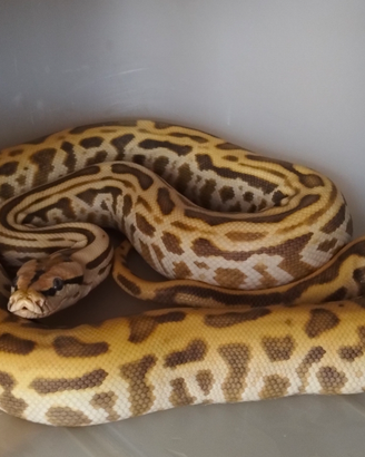 Pitone Moluro Bivittatus Maschio 2023