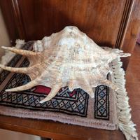 Lambis Truncata Conchiglia 