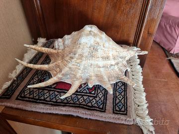 Lambis Truncata Conchiglia 