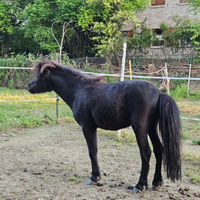 Pony 70 cm del 2022