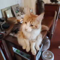 Cuccioloni di Maine coon