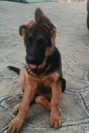 Cuccioli di pastore tedesco